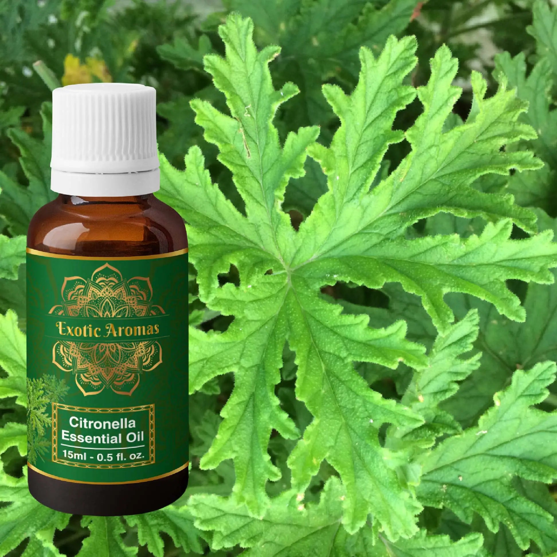 Citronella Essential Oil for Aroma Therapy, Hair & Skin (15Ml + 15Ml) Pack of 2