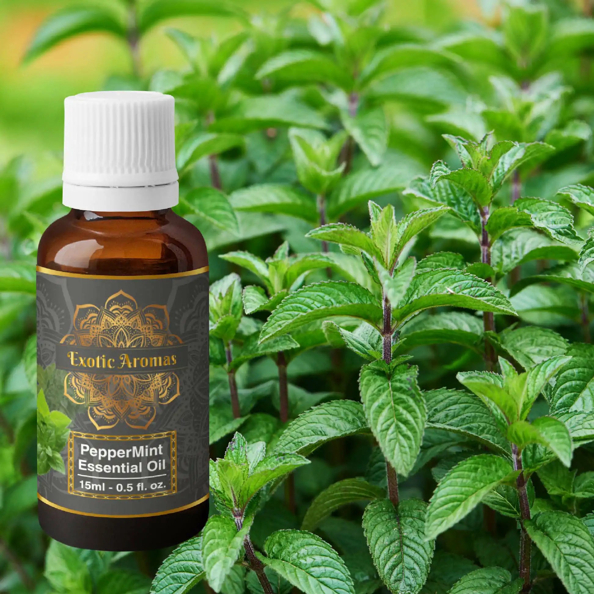 Peppermint Essential Oil for Aroma Therapy, Hair & Skin (15Ml + 15Ml) Pack of 2
