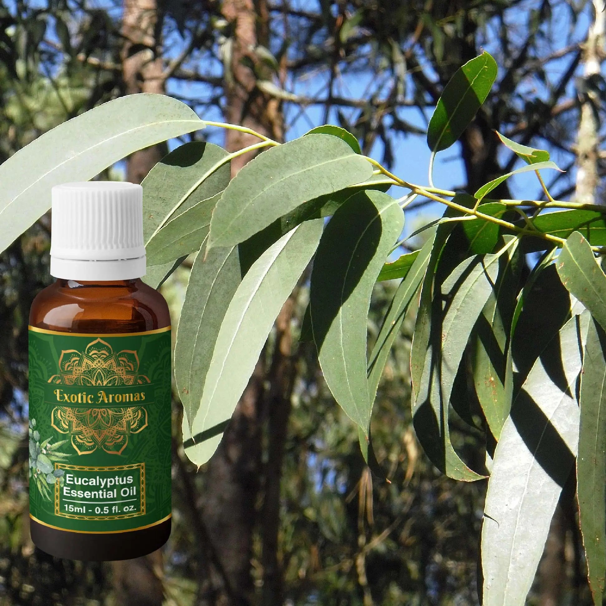Eucalyptus Oil for Cold and Cough & Relaxing (Pack of 2)