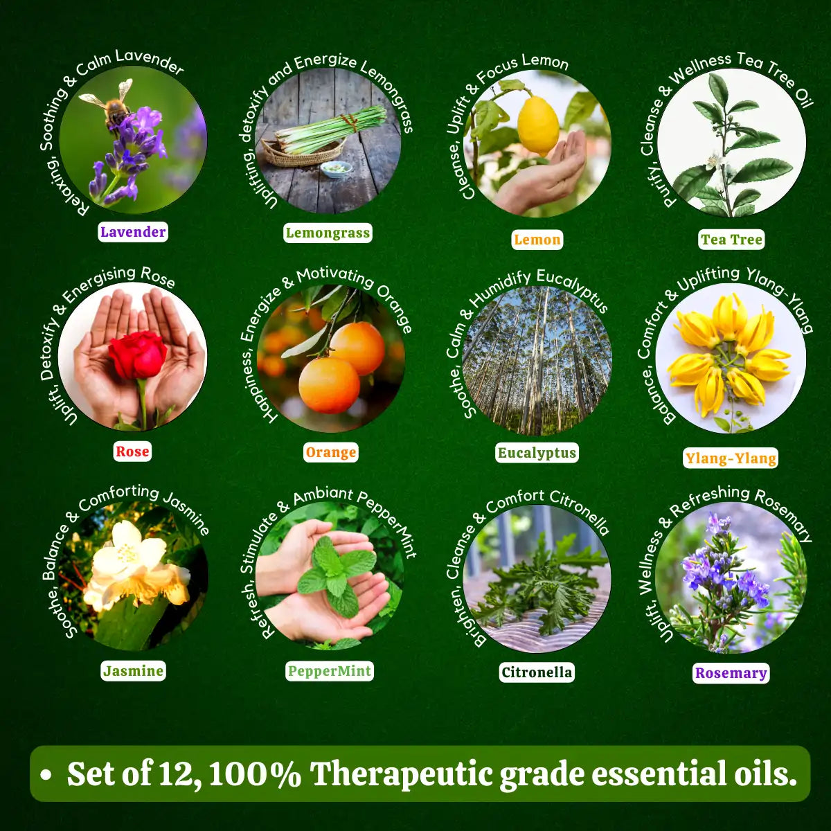 Essential Oil Pack of 12 Lavender Rose Tea Tree Rosemary Jasmine YlangYlang Eucalyptus Orange Lemongrass Peppermint lemon citronella