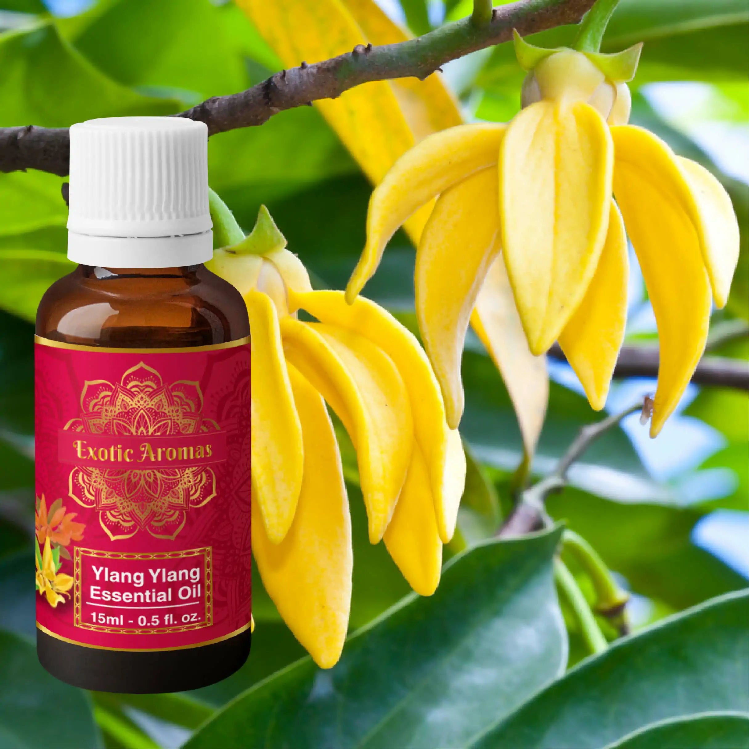 Ylang Ylang Essential Oil for Hair Strengthening, Acne Control & Aromatherapy (15Ml + 15Ml) Pack of 2